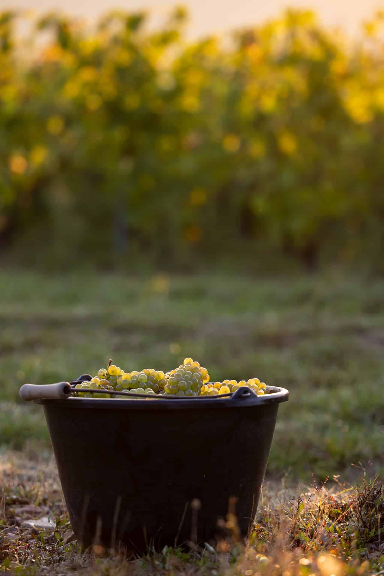 Chardonnay dans les vignes du Beaujolais, Studio Baalt 2021