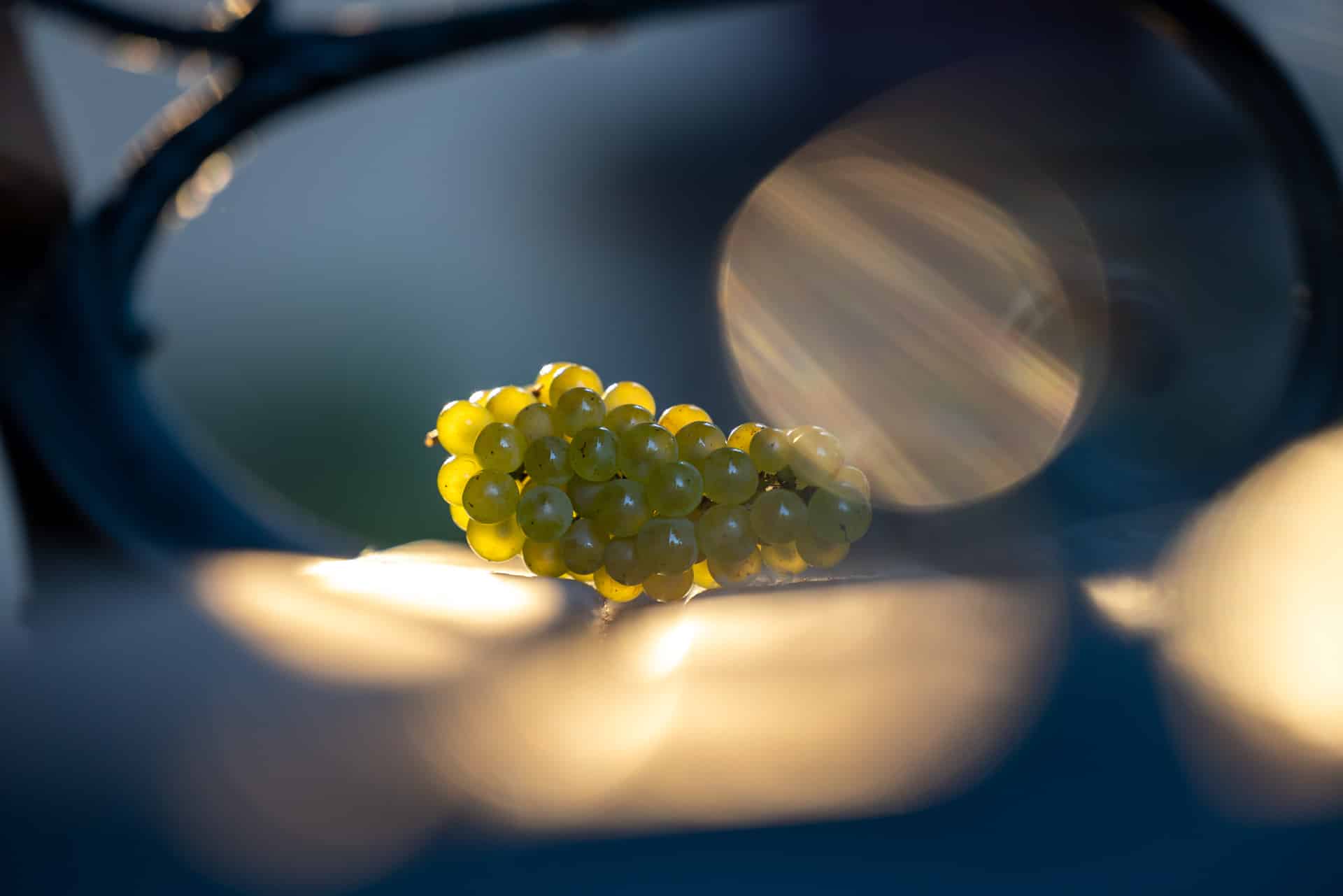 Grappe de chardonnay - © Studio Baalt 2021