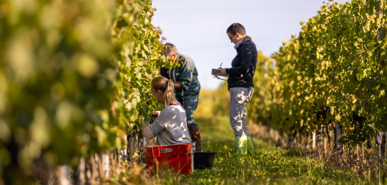 Recherche en Beaujolais : vers la viticulture de demain