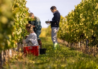 Recherche en Beaujolais : vers la viticulture de demain