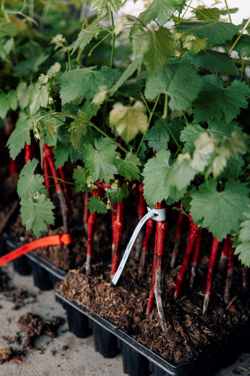 Plans de gamay - SICAREX Beaujolais - Jonas Jacquel