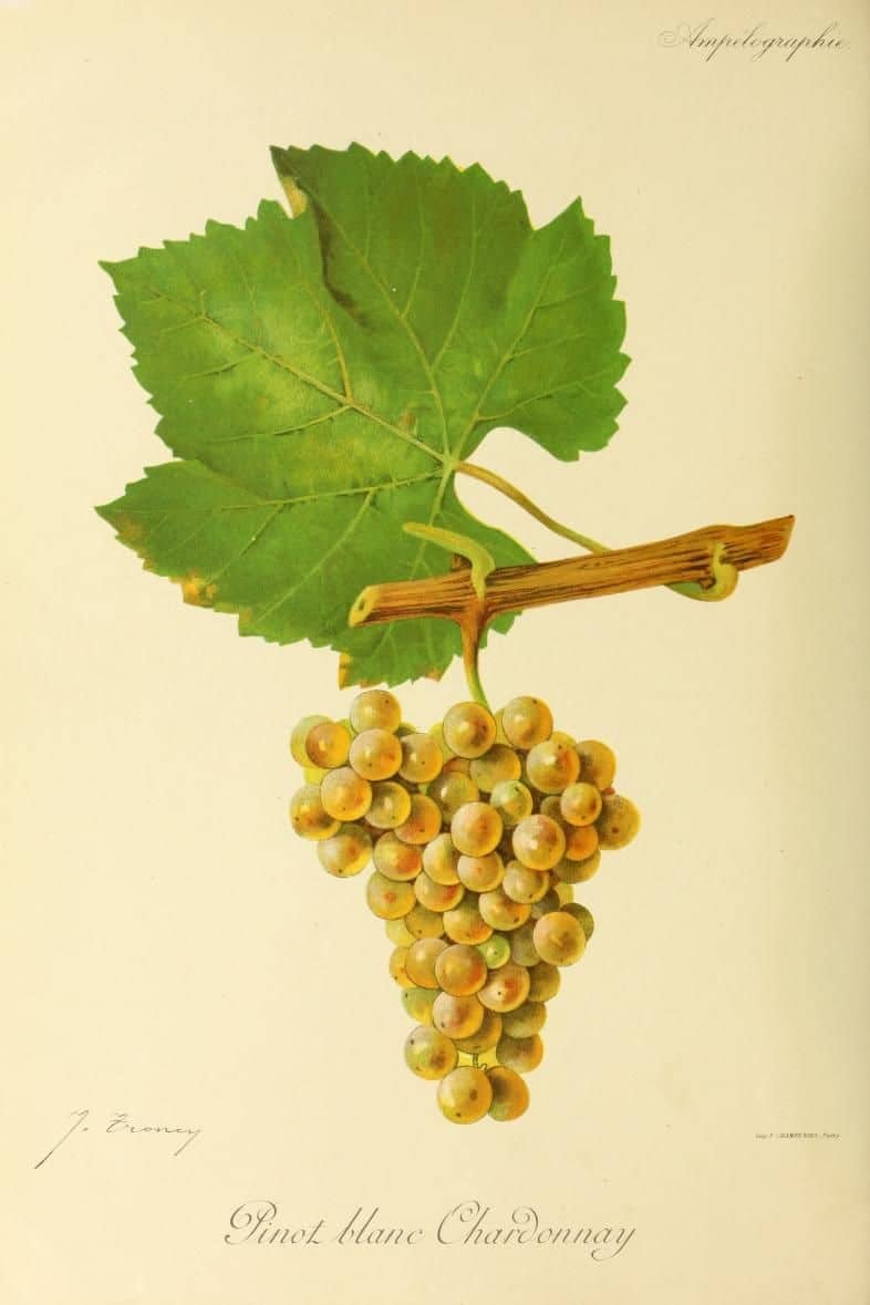 Chardonnay, extrait de l'ouvrage Ampélographie, VIALA-VERMOREL 1900