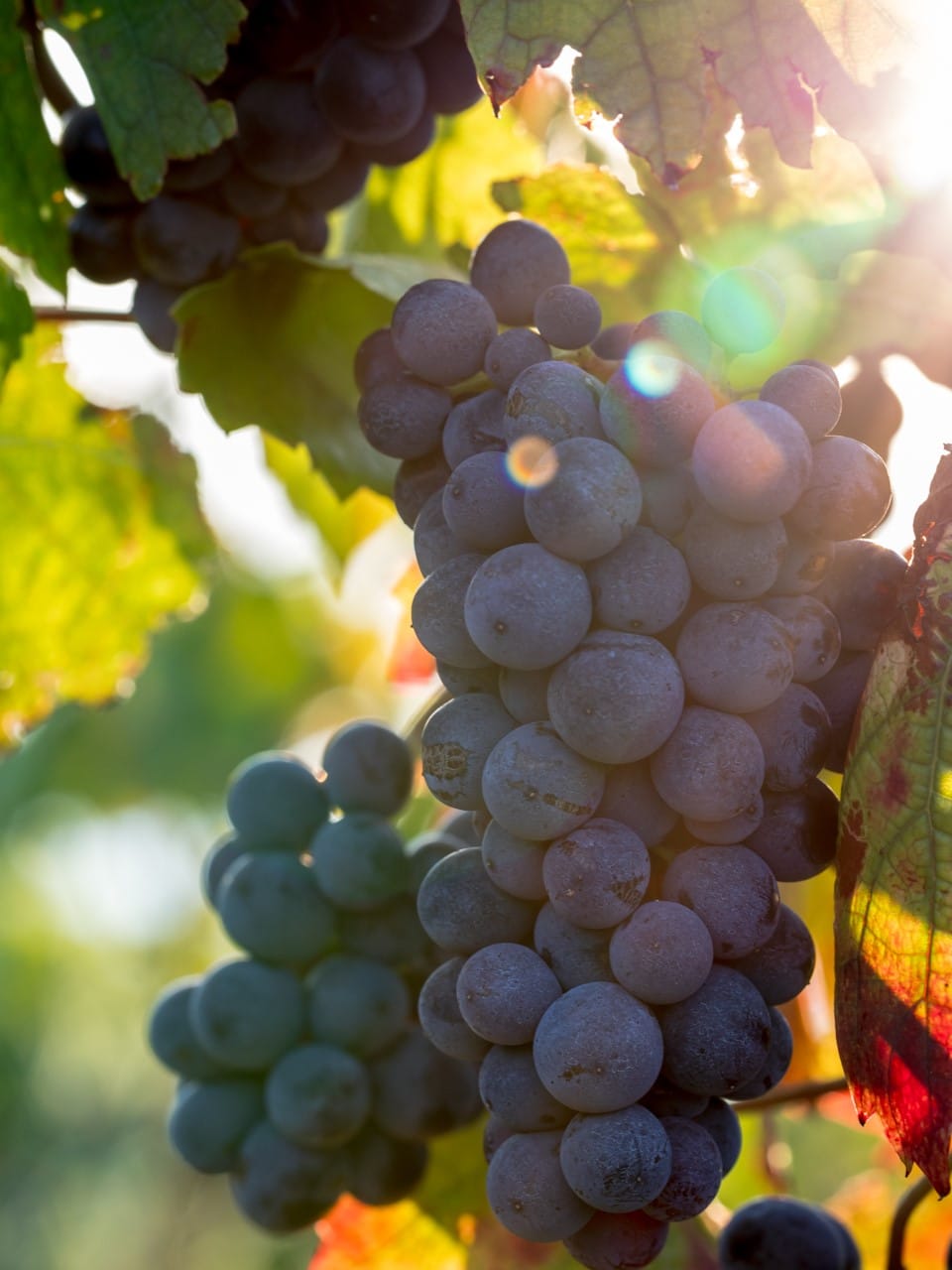 Grappe de gamay en Beaujolais