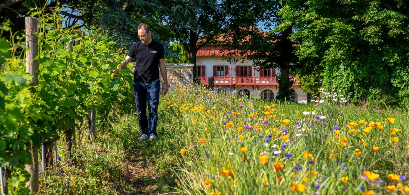 The viticulture of tomorrow according to Beaujolais researchers