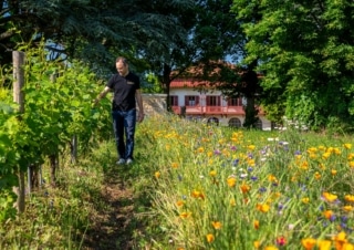 The viticulture of tomorrow according to Beaujolais researchers