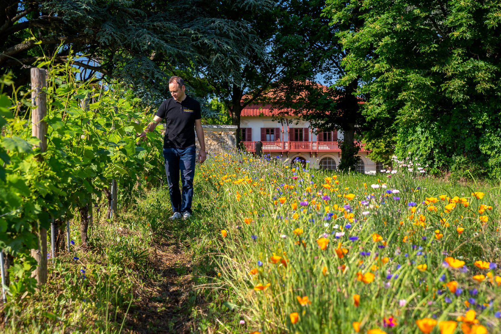 La viticulture de demain d’après les chercheurs du Beaujolais