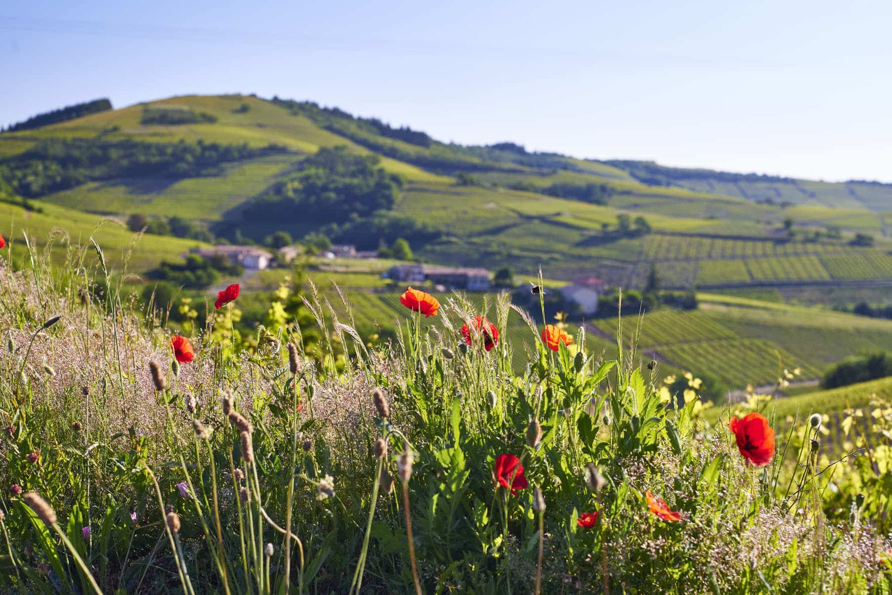 Paysage de vignes et coquelicots en Beaujolais