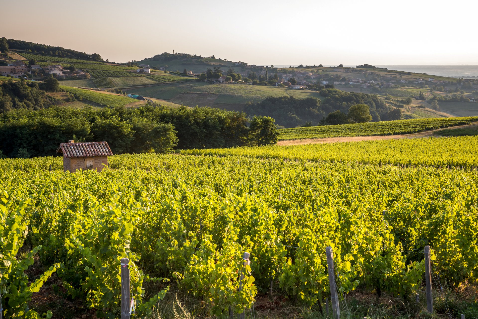 Paysage de vignes et cadole en Beaujolais Pierres Dorées