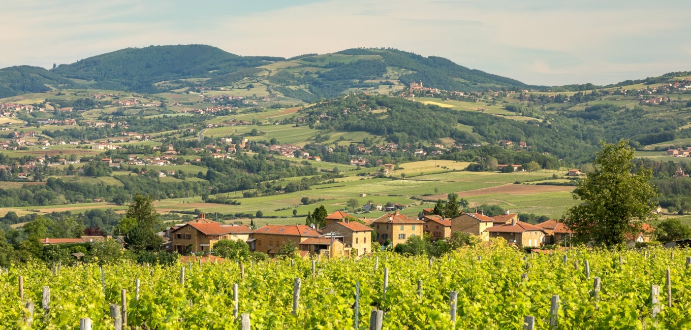 Beaujolais Pierres Dorées : le collectif en route vers une reconnaissance de ses vins