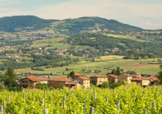 Beaujolais Pierres Dorées : le collectif en route vers une reconnaissance de ses vins