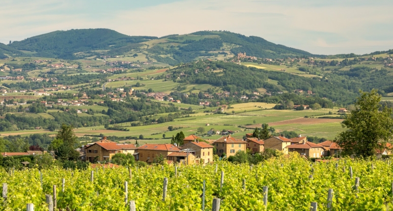 Beaujolais Pierres Dorées : le collectif en route vers une reconnaissance de ses vins