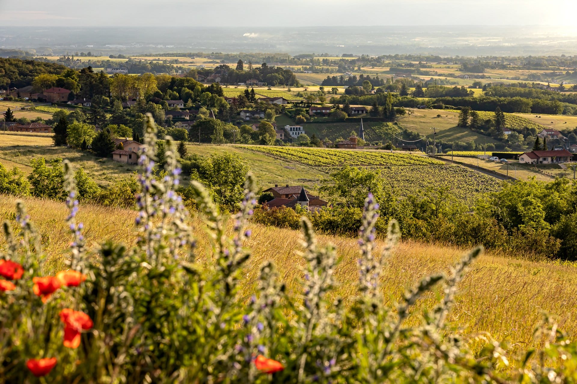 Paysage de Pierres Dorées en Beaujolais