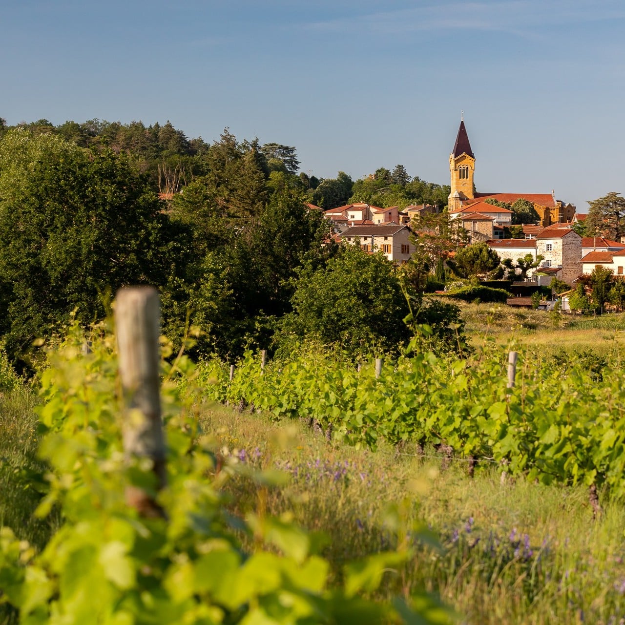 Vignes et village de Bully, Beaujolais Pierres Dorées, Etienne Ramousse